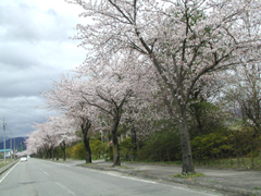 押切川公園の桜